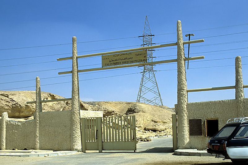 ملف:MaadiForestEntrance.jpg
