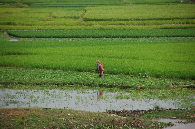 ملف:Ricefields in Takeo.jpg