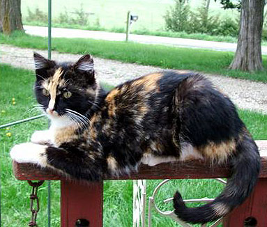 ملف:Tortie-flame.jpg