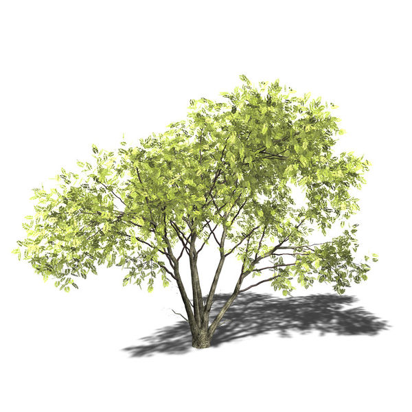 ملف:600px-Acacia mellifera 3D-Modell.jpg