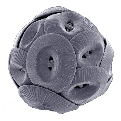 ملف:Coccolithus pelagicus.jpg