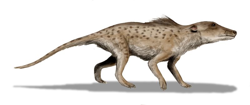 ملف:Pakicetus BW.jpg