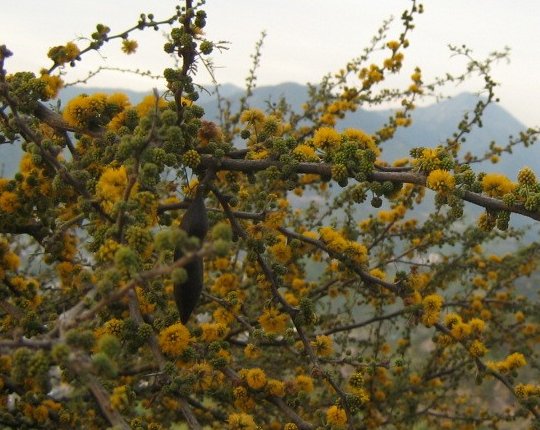 ملف:Acaciacaven29b.jpg