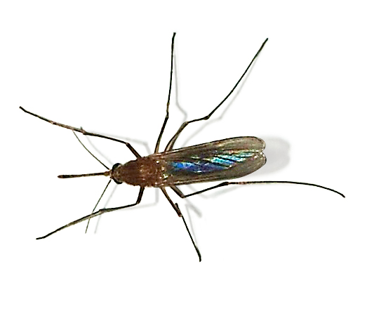 ملف:Culex pipiens 2007-1.jpg