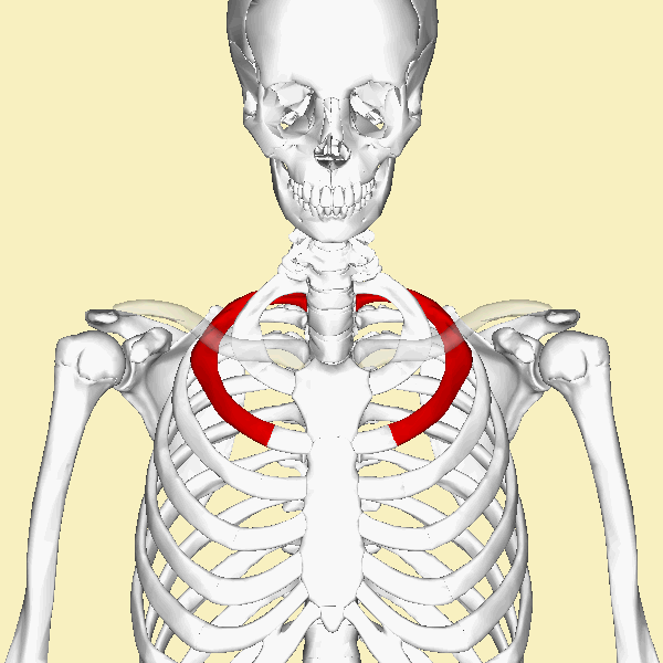 ملف:Second rib animation2.gif