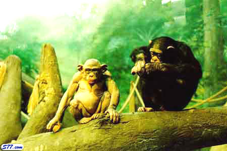 ملف:Animal s7 93.jpg