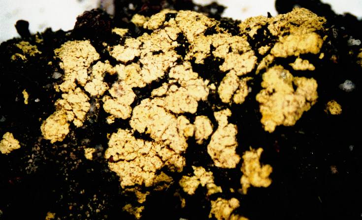 ملف:Arthrorhaphis alpina.jpg