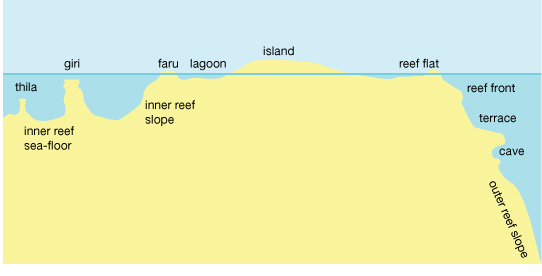 ملف:Coralreef.jpg