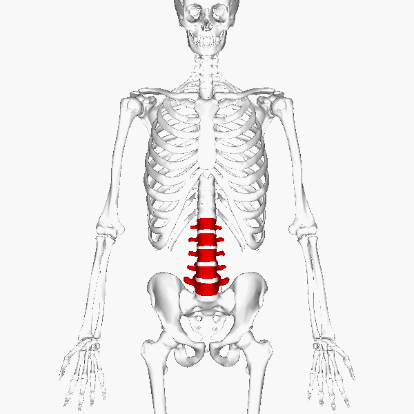 ملف:Lumbar vertebrae animation.gif