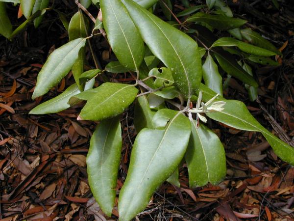 ملف:Syncarpia glomulifera1.jpg