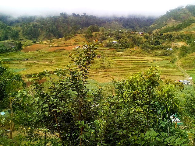 ملف:Kabayan Rice Terraces.jpg