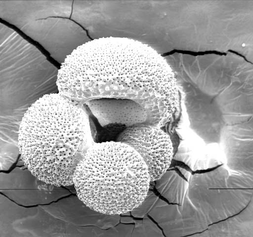 ملف:Gbulloides.jpg
