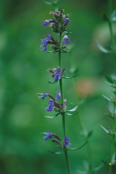 ملف:Hyssopus officinalis.jpg