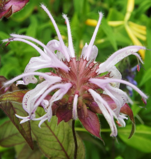 ملف:Monarda bradburiana.jpg