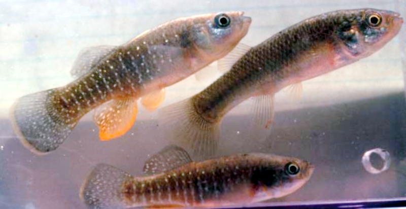ملف:Mummichog.jpg