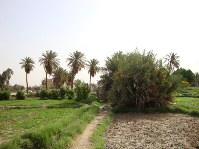ملف:Farm - jahara city - kuwait.jpg