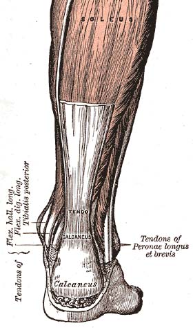 ملف:Achilles-tendon.jpg