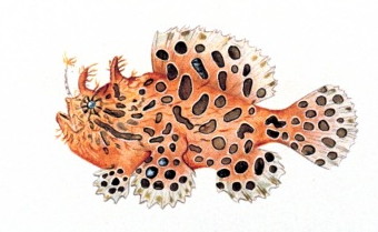 ملف:Antennarius striatus.jpg