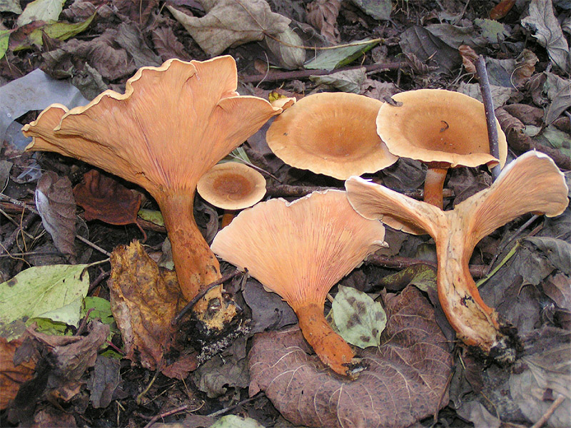 ملف:Lepista inversa01.jpg