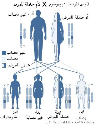 ملف:Haemophilia Pedegree Ar.jpg