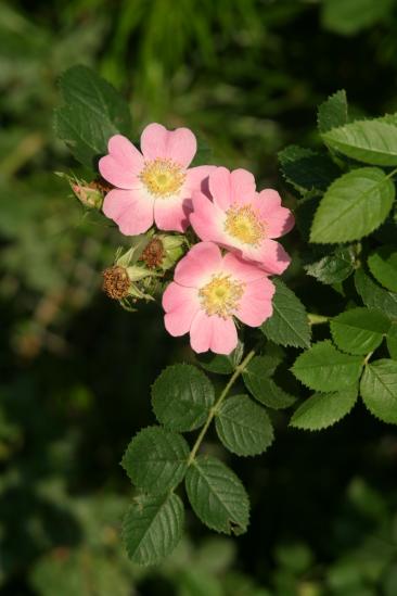 ملف:Rosa eglanteria img 3218.jpg