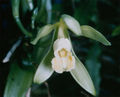 Vanilla planifolia, the vanilla flower