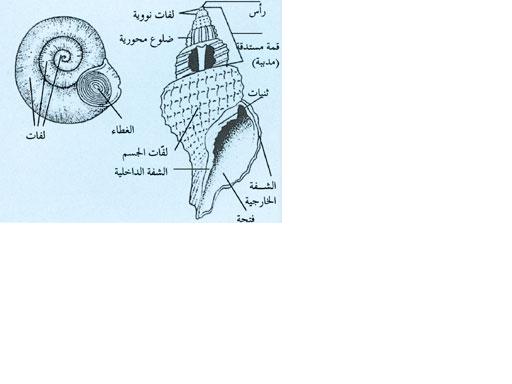 أجزاء الرخويات أحادية المصراع