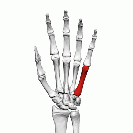 ملف:Fifth metacarpal bone (left hand) - animation01.gif