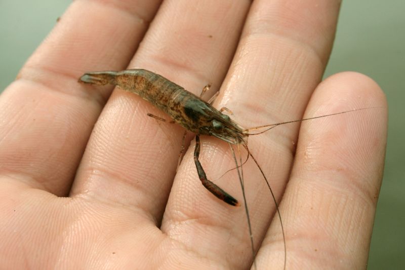 ملف:Ohio River Shrimp (Macrobrachium ohione).jpg