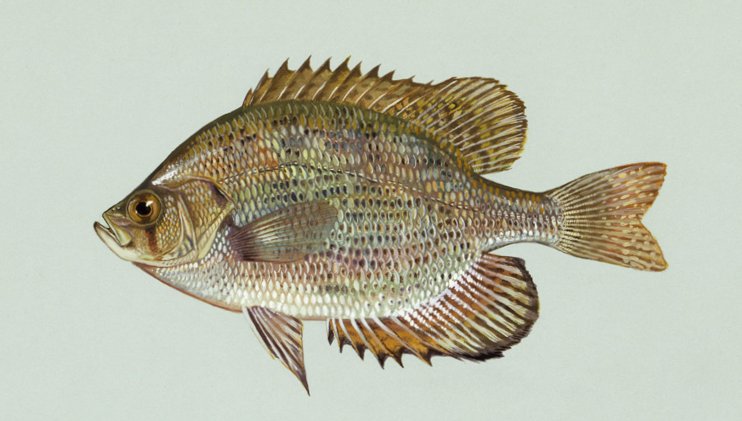 ملف:Centrarchus macropterus (1).jpg