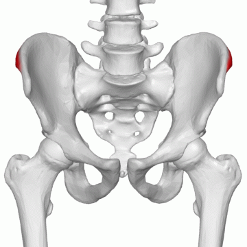 ملف:Iliac tubercle 02 animation.gif