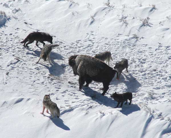 ملف:Canis lupus pack surrounding Bison.jpg