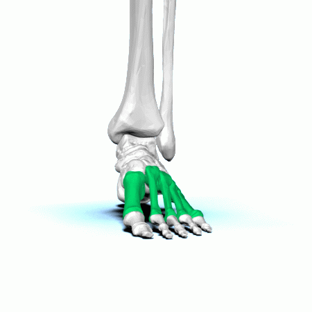 ملف:Left Metatarsal bones - animation02.gif