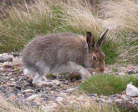 ملف:Lepus timidus 01.jpg