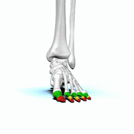ملف:Phalanges of left foot - animation01.gif