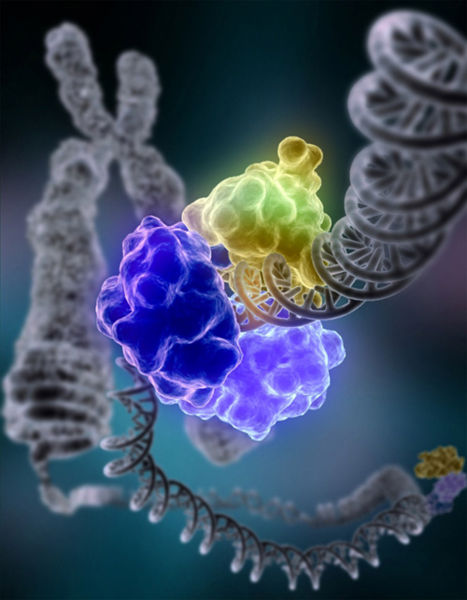 ملف:DNA Repair.jpg