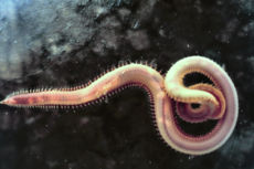 Bloodworms are typically found on the bottom of shallow marine waters