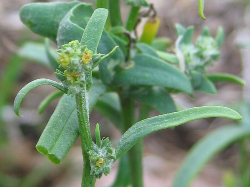 ملف:Atriplex littoralis bluete.jpeg