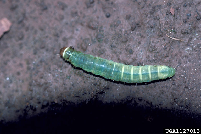 ملف:Platynota stultana.jpg