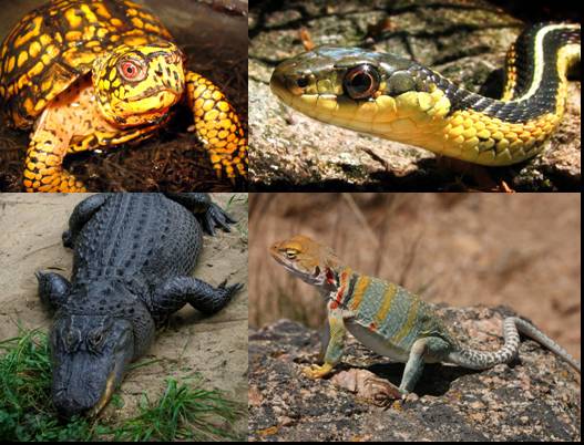 ملف:State reptile collage.jpg