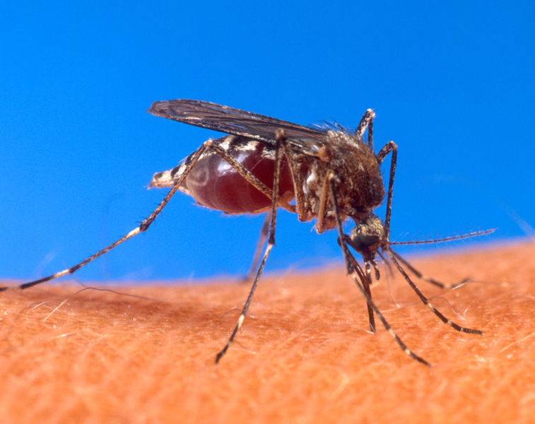ملف:Aedes aegypti biting human.jpg