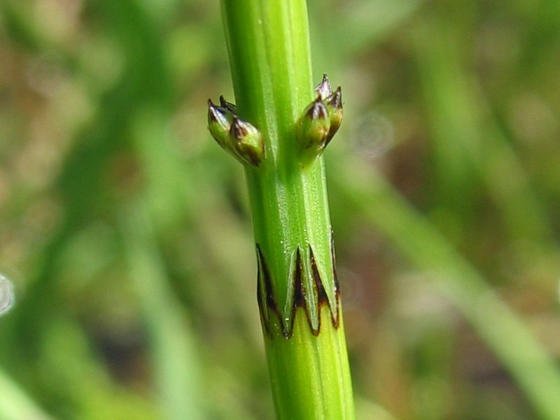 ملف:Equisetum palustre detail.jpeg