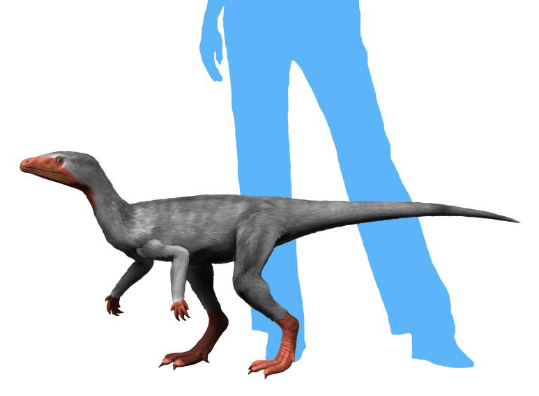 ملف:Eoraptor NT small.jpg