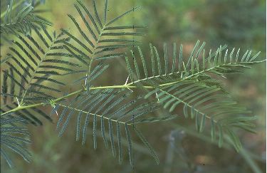 ملف:Img00522-A-sieberiana.jpg