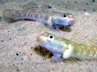 ملف:Rhinogobius duospilus.jpeg