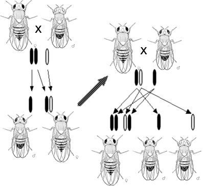 ملف:Sexlinked inheritance white.jpg