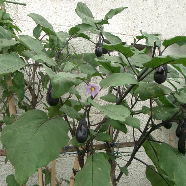 ملف:Solanum melongena ja02.jpg