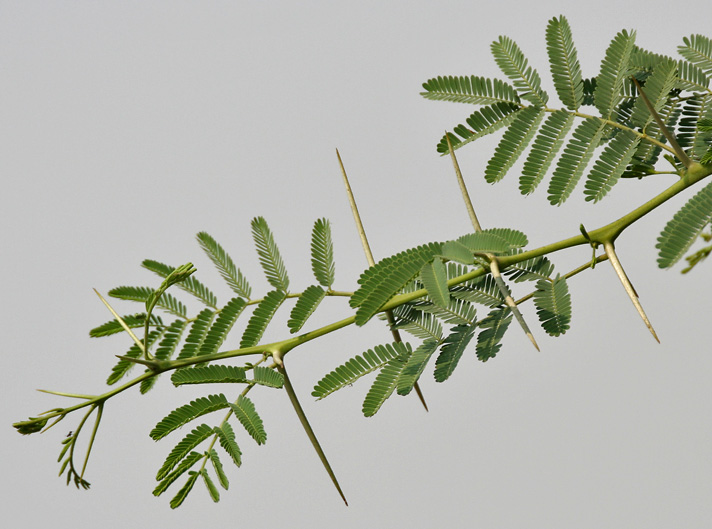 ملف:Babool (Acacia nilotica) leaves & spines at Hodal W IMG 1251.jpg