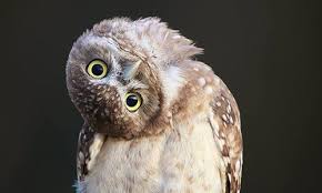 ملف:Owl turn her head.jpg