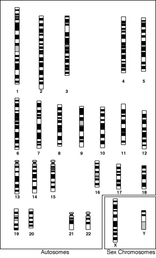 ملف:Caryotype.gif